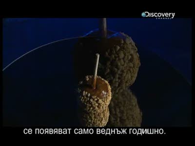 Discovery Channel Bulgaria